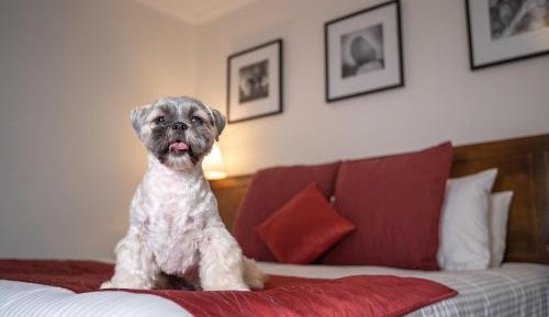 King Room - Pet Friendly