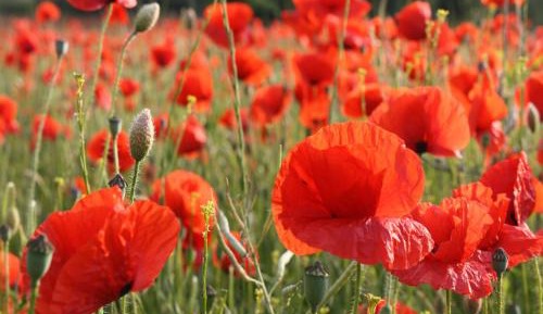 One-Bedroom Vacation Home