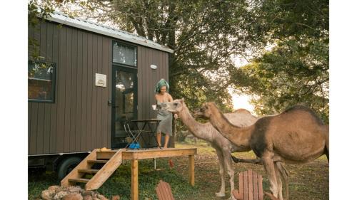 Mobile Home