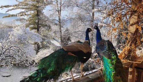 Double or Twin Room with Extra Bed