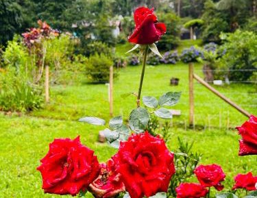 Junior Suite with Pool View