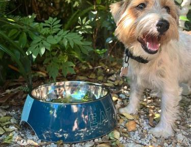 King Room - Dog Friendly