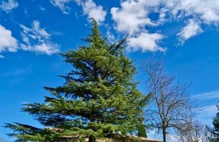 Double Room with Pool View