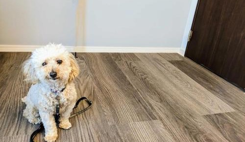 Comfort Pet Apartment - Pet Friendly (No Rental Car)