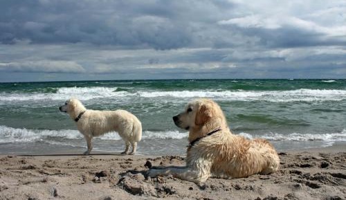 Seven-Bedroom Apartment