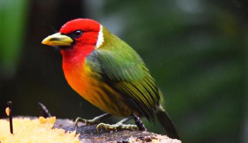 King Room with Mountain View