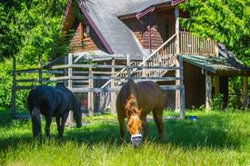 Gibsons House | Sunnyside Acres Cottage- Horse Farm Experience