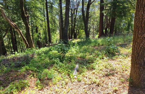 Soquel RV Rental | Tentrr Signature Site - Ocean View Ridge Site F