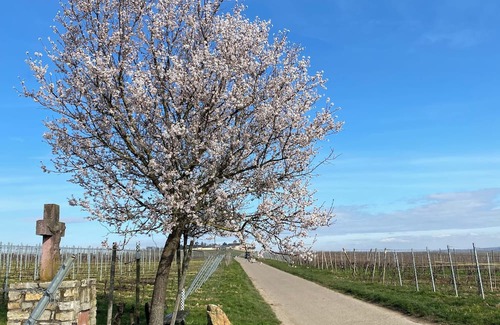 Geisenheim Apartment | Weinwandernwald im Rheingau