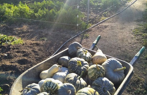Metcalfe House | Unwind in a cosy bungalow in the midst of our organic permaculture mini-farm.