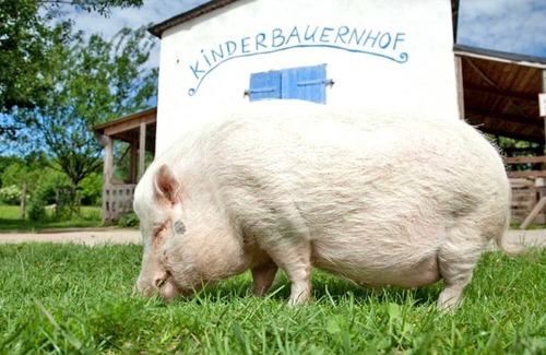 Schwerin Apartment | Saal - Vacation on the organic farm