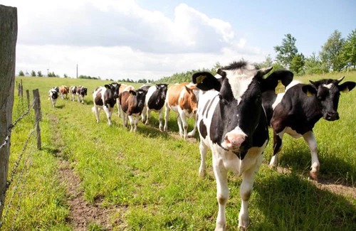 Schwerin Apartment | Saal - Vacation on the organic farm