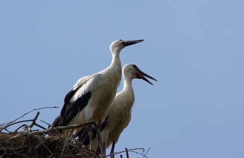 Amt Neuhaus Apartment | Landpension Bohnenburg
