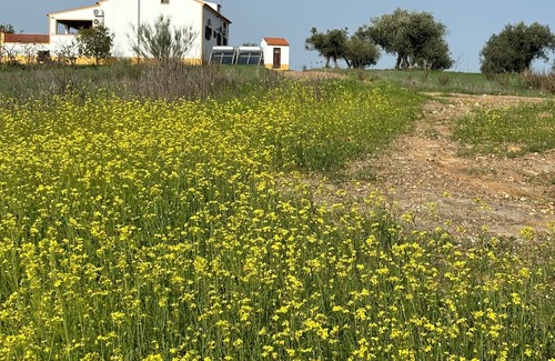 Moura Villa | Familiehuis op platteland met zwembad. Nabij Monsaraz and the Alqueva meer.