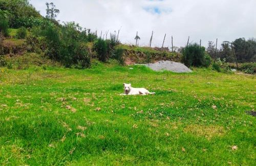 Ooty Resort | ooty dreams resort