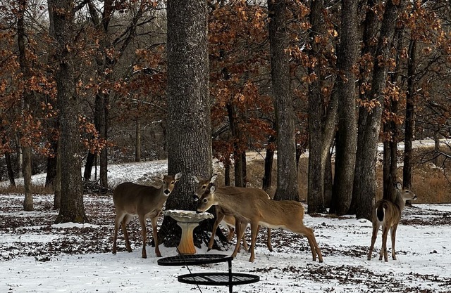 Huge Game-room Style Barndo 1 Bedroom Farmhouse