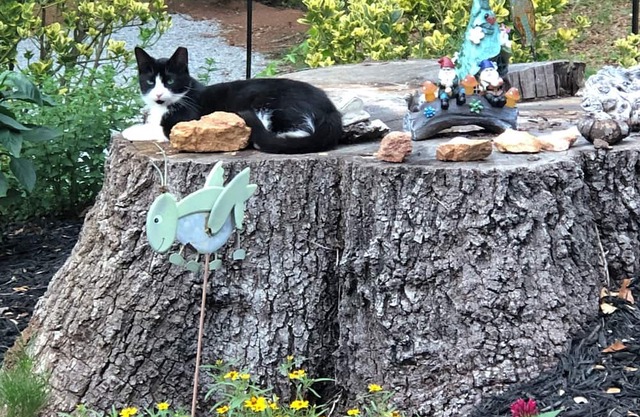 15Min to Dwntwn Greenville/35 to Clemson/1 1/2Hrs to Asheville-Sleeps 13