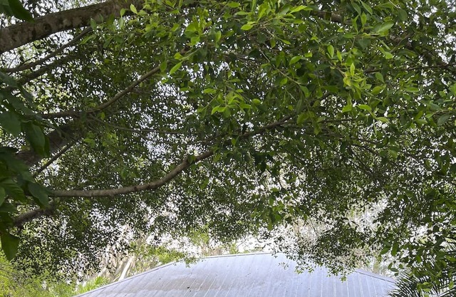 Adorable Cottage Close To Downtown & Area Beaches.