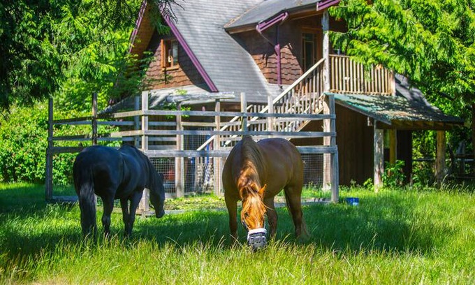 Gibsons House | Sunnyside Acres Cottage- Horse Farm Experience