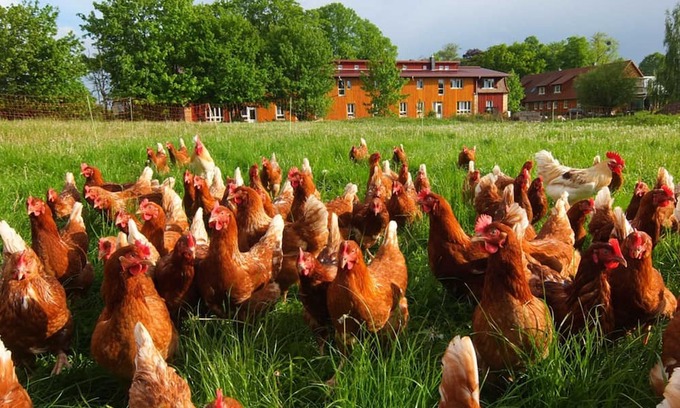 Schwerin Apartment | Saal - Vacation on the organic farm