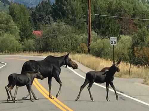 South Park Ski Chalet | Ski Jackson Hole, Yellowstone access, Indoor jacuzzi, remodeled kitchen n baths.